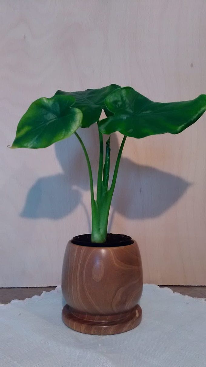 Handgedrechselte Blumenübertöpfe ab 12,--€